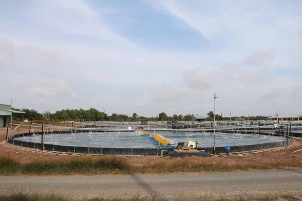 Trà Vinh thiệt hại khoảng 625 triệu con tôm nuôi
