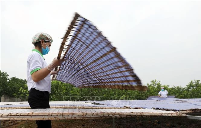 Sản phẩm mỳ của Hợp tác xã mỳ chũ Thuận Hương (huyện Lục Ngạn, tỉnh Bắc Giang) đang làm các thủ tục đăng ký nhãn hiệu về sở hữu trí tuệ. Ảnh: Anh Tuấn – TTXVN