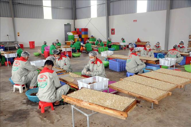 Nhân viên Công ty cổ phần xuất nhập khẩu hoa quả Sơn La chế biến long nhãn. Ảnh: Quang Quyết-TTXVN 