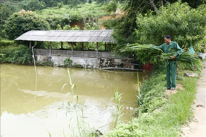 Gia đình ông Lung có trên 6.000m2 ao thả cá. Ảnh: Nam Sương - TTXVN