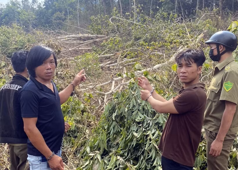 Các đối tượng thực nghiệm hiện trường phá rừng. Ảnh: TTXVN phát 