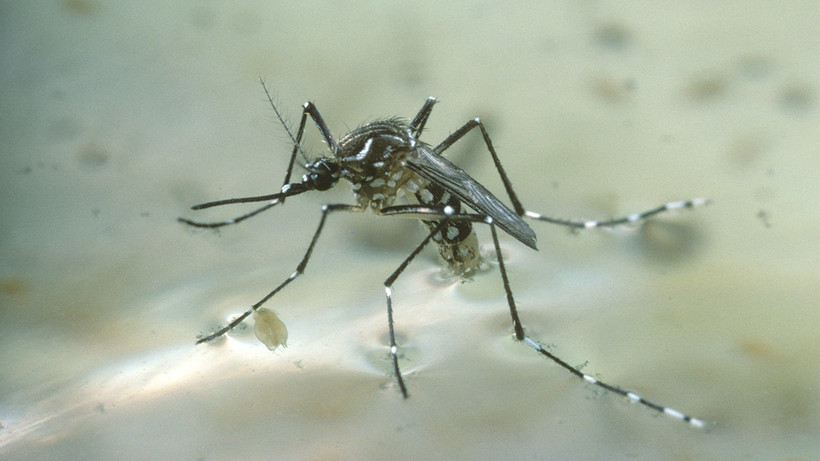 Muỗi vằn (Aedes aegypti) 