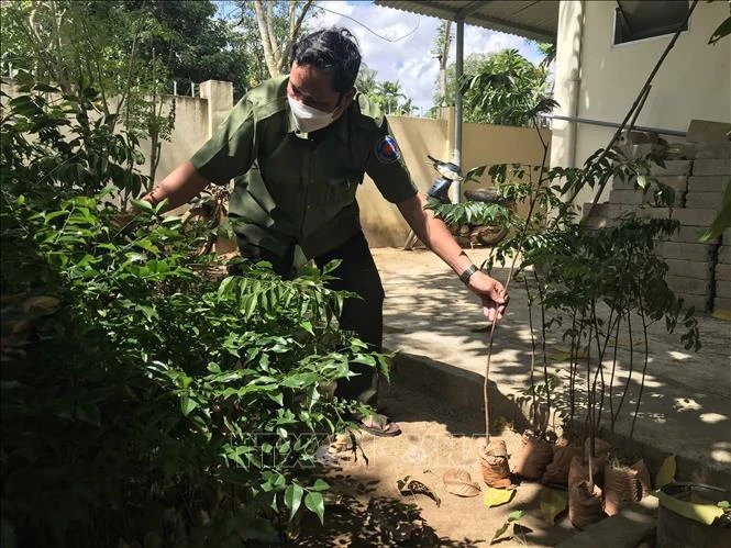 Cán bộ Ban quản lý rừng phòng hộ huyện Hoài Ân đang kiểm tra cây con giống lim xanh . Ảnh: Kha Phạm – TTXVN. 