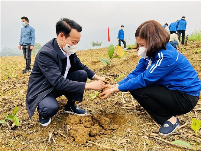 Gia đình anh Nguyễn Văn Nghĩa, thôn Ao Búc, xã Trung Yên, huyện Sơn Dương phát triển chăn nuôi bò sinh sản từ nguồn vốn vay xóa đói giảm nghèo của Ngân hàng chính sách – xã hội tỉnh Tuyên Quang. Ảnh: Quang Đán - TTXVN 