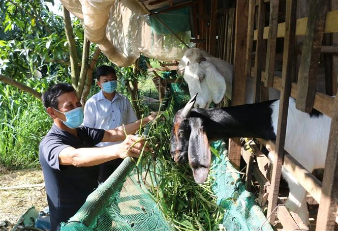 Ông Trần Văn Lắng, xã Hòa An, thành phố Cao Lãnh vay 55 triệu đồng từ Quỹ hỗ trợ nông dân để đầu tư nuôi dê sinh sản. Ảnh: Nhựt An - TTXVN 