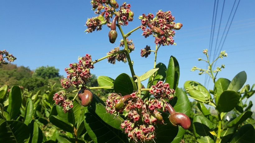 Ngăn chặn bán điều non, "tín dụng đen" trong vùng đồng bào dân tộc thiểu số tỉnh Bình Phước
