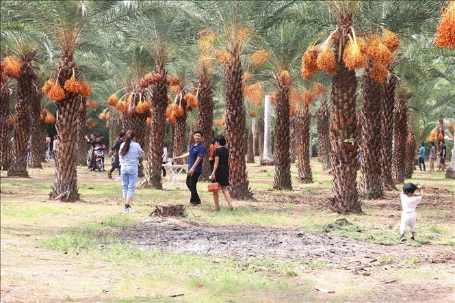 Vườn cây Chà là ở Làng hoa kiểng Sa Đéc thu hút khách đến tham quan. Ảnh: Nguyễn Văn Trí - TTXVN