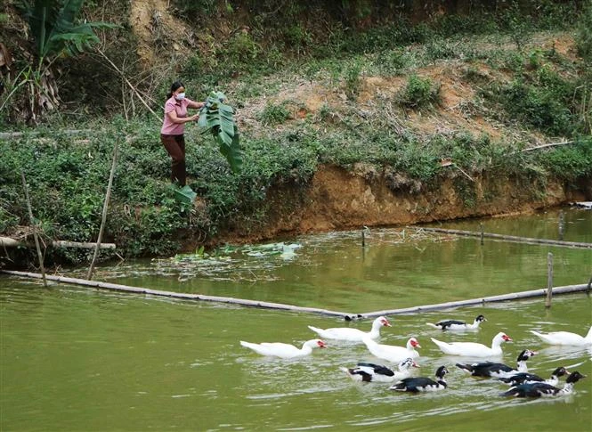Cùng với chăn nuôi lợn, chị Lò Thị Biến, Chi hội trưởng Chi hội phụ nữ bản Sang Ngà, xã Phúc Than, huyện Than Uyên nuôi nhiều loại cá trắm, trôi, rô phi. Ảnh: Đinh Thùy-TTXVN 
