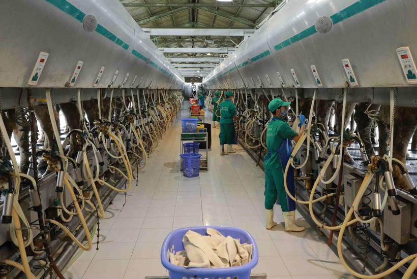 Thanh Hóa phát triển chăn nuôi theo hướng bền vững. Ảnh: Vũ Sinh - TTXVN 