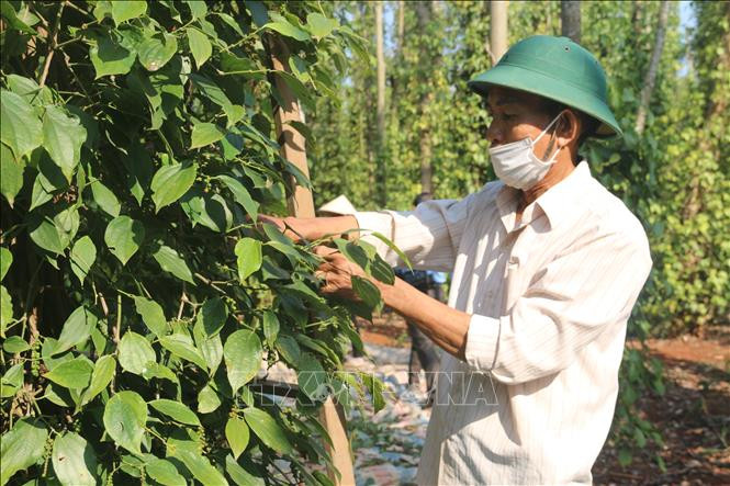 Nông dân xã Quảng Thành, huyện Châu Đức, tỉnh Bà Rịa-Vũng Tàu thu hoạch tiêu. Gía tiêu tăng "nóng" trở lại khiến người dân vui mừng, phấn khởi. Ảnh: Hoàng Nhị - TTXVN