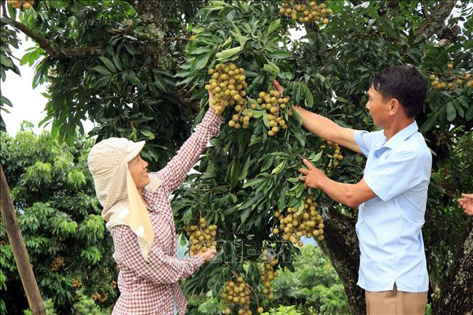 Thành viên Hợp tác xã Dịch vụ nông nghiệp Hưng Lộc kiểm tra chất lượng quả nhãn chín sớm. Ảnh: Hữu Quyết – TTXVN
