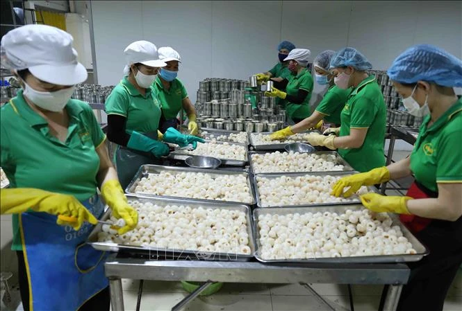 Công đoạn sơ chế quả vải thiều tươi. Ảnh: Vũ Sinh - TTXVN