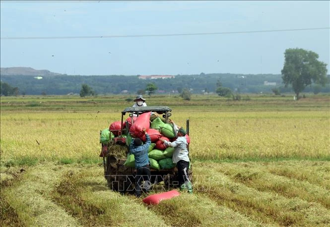 Lúa là một nguồn lương thực quan trọng. Ảnh: Hoàng Nhị - TTXVN 