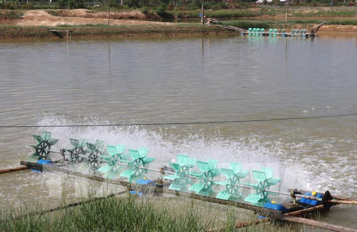 Ao nuôi tôm của hộ nông dân. Ảnh: Nguyên Lý - TTXVN 