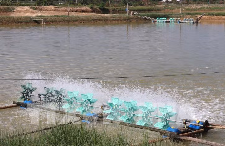 Ao nuôi tôm của hộ nông dân. Ảnh: Nguyên Lý - TTXVN 