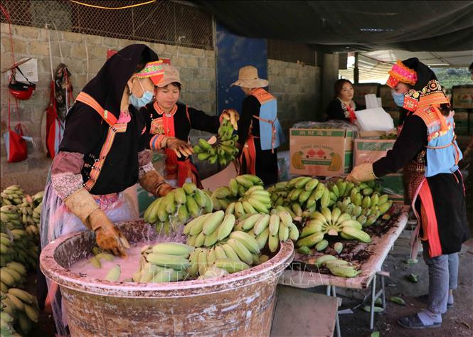 Sơ chế chuối để xuất bán tại cửa khẩu Kim Thành (Lào Cai). Ảnh: Việt Hoàng - TTXVN 