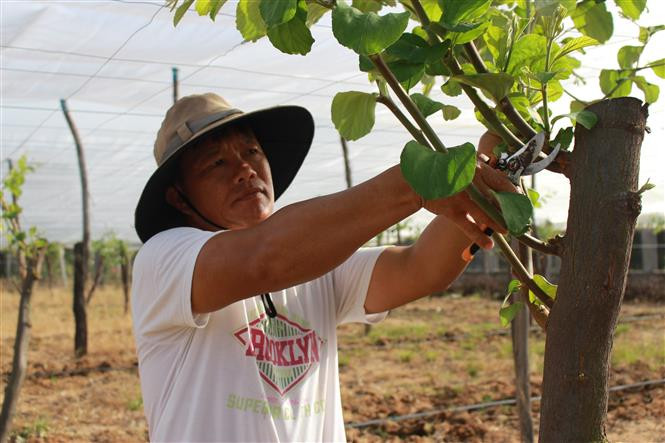 Giai đoạn cắt cành cây táo có tuổi đời 3 năm của gia đình anh Hồ Tấn Cường, xã Cam Thành Nam, thành phố Cam Ranh. Ảnh: Phan Sáu - TTXVN 