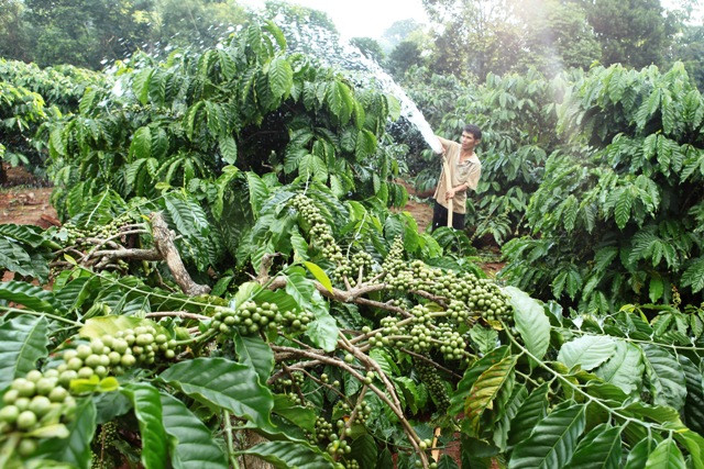 Gia đình anh H’Nich, người dân tộc Ba Na ở làng K’Tăng, xã K’Răng, huyện Đắk Đoa vay vốn chính sách từ chương trình tín dụng hộ mới thoát nghèo trồng cà phê và hồ tiêu. Ảnh: TTXVN
