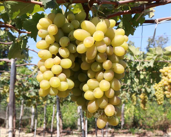 Nho xanh là một trong những sản phẩm OCOP nổi tiếng của Ninh Thuận. Ảnh: Nguyễn Thành/TTXVN 