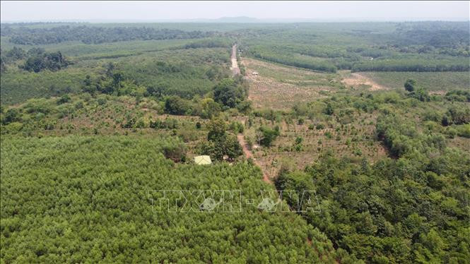 Thu hoạch cà phê ở Gia Lai. Ảnh: Hồng Điệp - TTXVN Một bên là địa giới hành chính tỉnh Bình Phước với những khu đất đang được canh tác nông nghiệm và một bên là vùng lõi của Khu bảo tồn thiên nhiên văn hóa Đồng Nai. Ảnh: Sỹ Tuyên – TTXVN