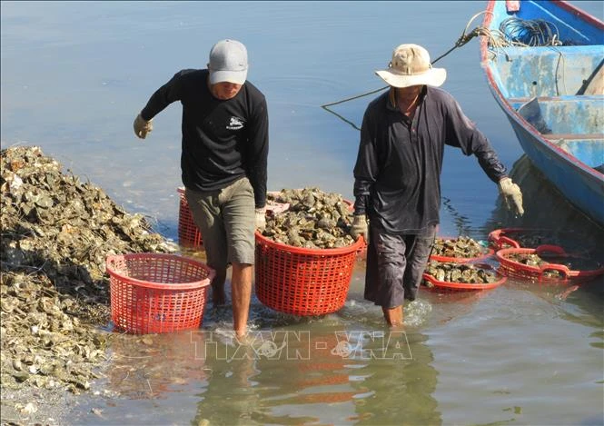 Thu hoạch hàu nuôi ở Đầm Nại (huyện Ninh Hải, Ninh Thuận). Ảnh: Nguyễn Thành – TTXVN