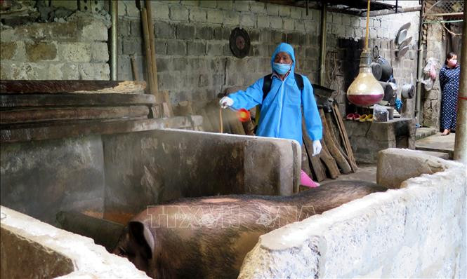 Phun tiêu độc khử trùng cho các hộ gia đình trong vùng dịch tả lợn Châu Phi. Ảnh: Việt Hoàng - TTXVN