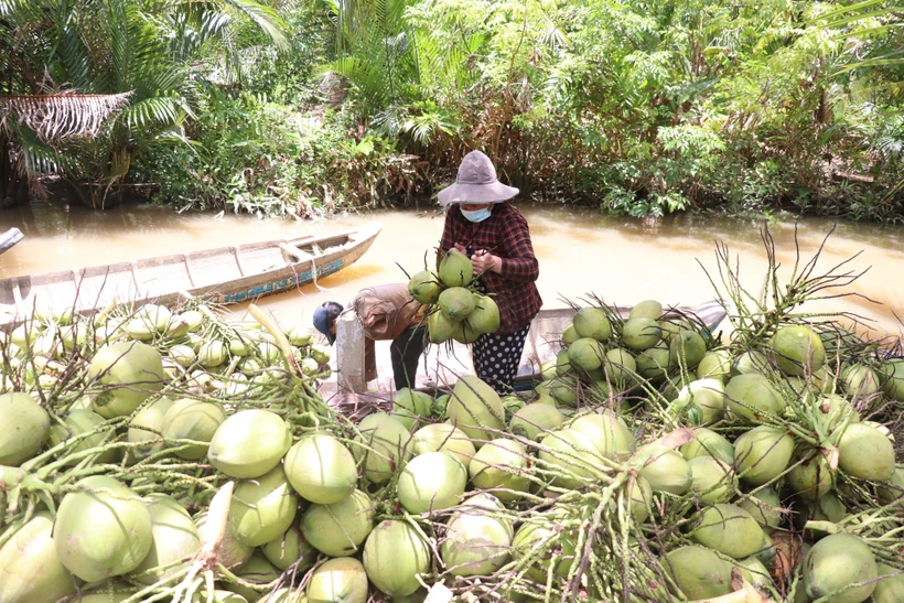 Thu hoạch dừa ở Bến Tre. Ảnh: Huỳnh Phúc Hậu - TTXVN