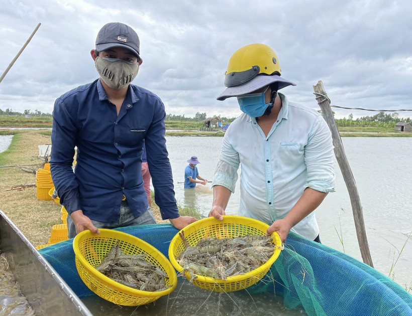 Người dân thu hoạch tôm. Ảnh: TTXVN phát 