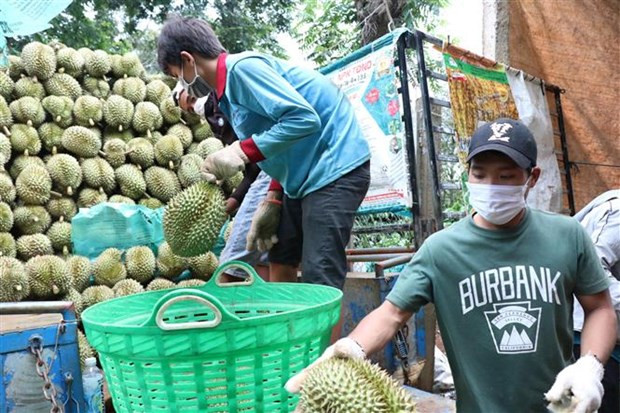 Thương lái thu mua sầu riêng tại huyện Krông Pắc (Đắk Lắk). Ảnh: Tuấn Anh - TTXVN 