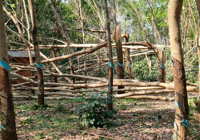 Mưa đá kéo theo lốc xoáy gây thiệt hại nặng nề về nhà cửa và cây trồng. Ảnh: Đậu Tất Thành – TTXVN. 