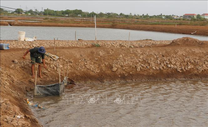 Thu hoạch Artemia. Ảnh: Tuấn Kiệt – TTXVN 