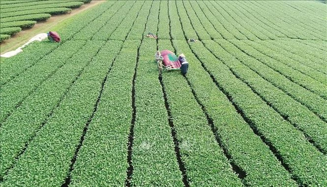 Công nhân Công ty cổ phần Vinatea Mộc Châu thu hái chè bằng máy ở vùng sản xuất chè ứng dụng công nghệ cao tại thị trấn Nông Trường Mộc Châu. Ảnh: TTXVN phát 