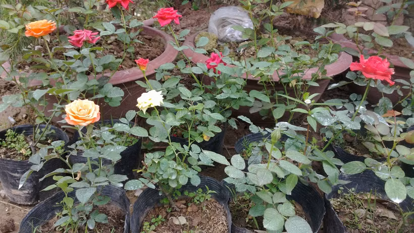Trồng hồng ở chậu. Ảnh: lamvuondedang.com 