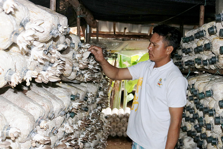Mô hình trồng nấm sạch mang lại thu nhập hàng chục triệu đồng mỗi tháng.Ảnh :baoquangbinh.vn 