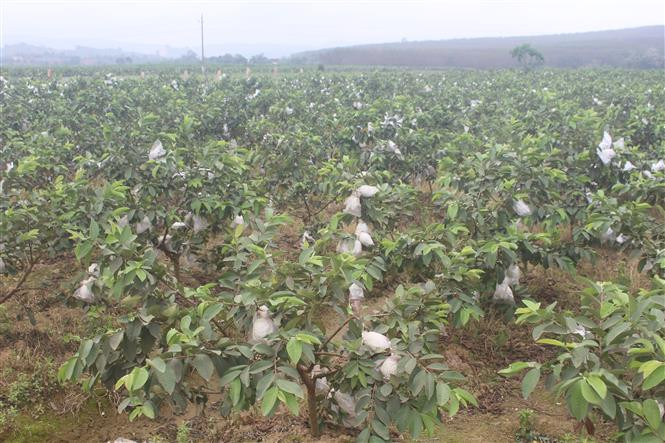 Năm 2021, xã Thành Tâm đang phấn đấu sẽ tích tụ, tập trung khoảng 30 ha đất nông nghiệp để trồng ổi theo hướng tập trung, quy mô lớn. Ảnh: Hoa Mai - TTXVN 