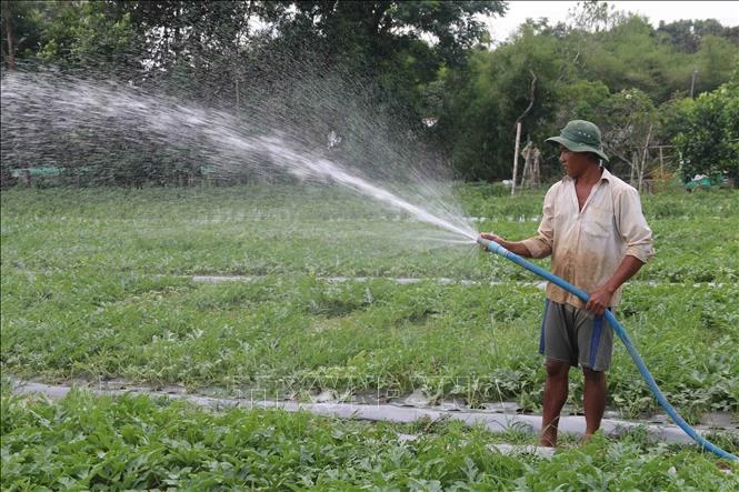 Ông Thạch Sa Quơne, xã Long Sơn, huyện Cầu Ngang chăm sóc ruộng dưa 0,4 ha sắp thu hoạch. Ảnh: Thanh Hòa- TTXVN 
