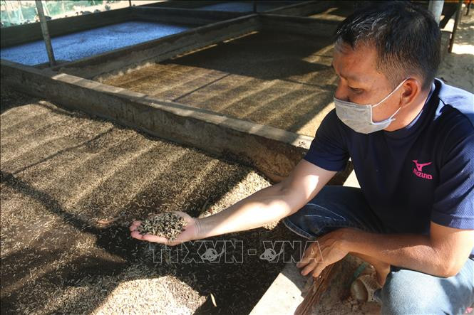 Anh Lê Minh Hiếu giới thiệu mô hình gây giống ruồi lính đen. Ảnh: Hoàng Nhị - TTXVN