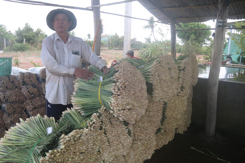 Sả thương phẩm được bó cẩn thận trước khi đưa đi tiêu thụ. Ảnh: Minh Trí-TTXVN 