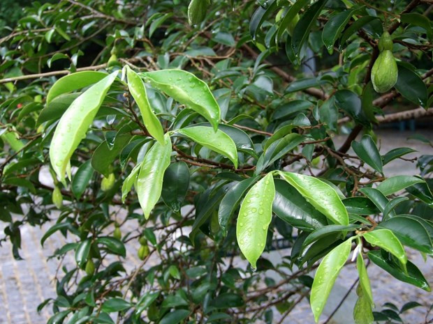 Bạch mộc hương. Ảnh : wikiwand.com 
