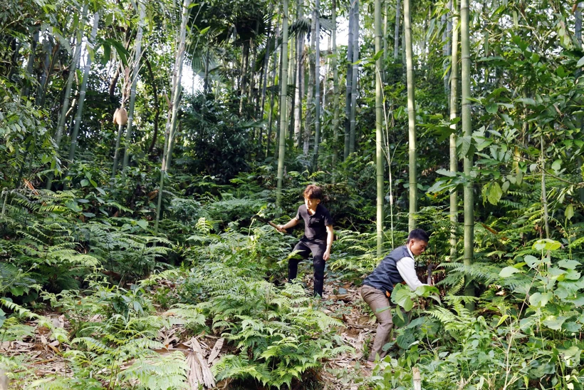 Người dân xã Hồng Quang, huyện Lâm Bình, trồng rừng phát triển kinh tế. Ảnh: Quang Cường –TTXVN