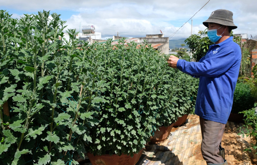 Gia đình ông Nguyễn Bá Dũng (thôn Krăngọ, xã P’ró, Đơn Dương) đã bán hơn 3.000 chậu hoa cúc cho vụ hoa Tết này với doanh thu hơn 500 triệu đồng, chưa trừ chi phí. Ảnh: Nguyễn Dũng – TTXVN 