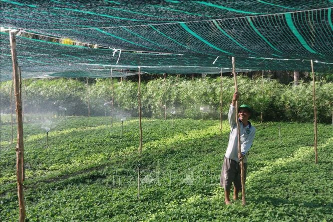 Thiết kế hệ thống tưới phun tiết kiệm nước và mái che bảo vệ rau màu, phòng, chống hạn mặn trong mùa khô 2021 ở huyện Châu Thành (Tiền Giang). Ảnh: Minh Trí-TTXVN