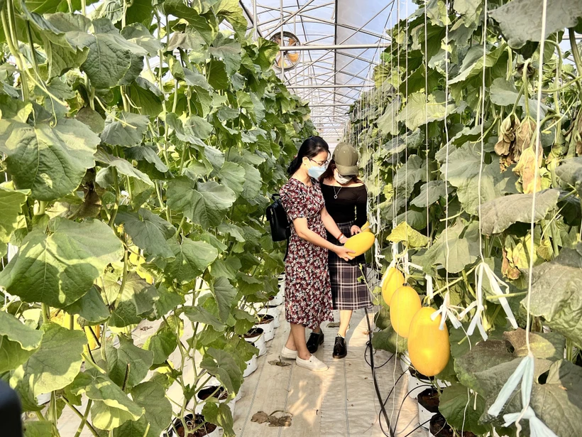 Trang trại Bình An, mô hình nông nghiệp ứng dụng công nghệ cao ở huyện Hàm Thuận Nam (Bình Thuận), là điểm đến hấp dẫn du khách. Hồng Hiếu- TTXVN 