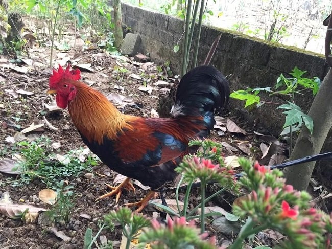 Xây dựng thương hiệu giống gà nhiều cựa Tân Sơn (Phú Thọ)