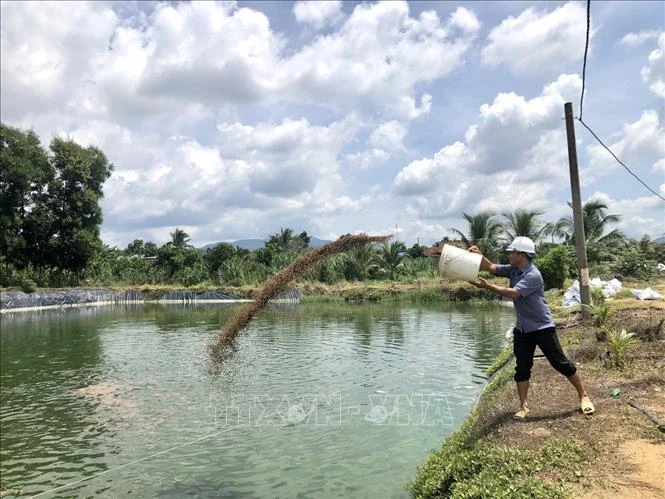 Thu hoạch cá rô phi Philipines tại ao nuôi của gia đình anh Phạm Văn Phong, ấp Phú Thiện, xã Hòa Hiệp, huyện Xuyên Mộc, tỉnh Bà Rịa-Vũng Tàu. Ảnh: Hoàng Nhị - TTXVN
