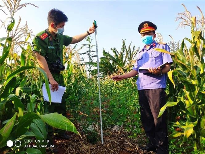 Công an huyện Chư Sê phát hiện, kiểm đếm, nhổ bỏ 230 cây nghi là cây cần sa được trồng trong vườn rẫy nhà ông Hưng, tại khu vực thôn 6, xã Ia Blang, huyện Chư Sê (Gia Lai). Ảnh: TTXVN phát