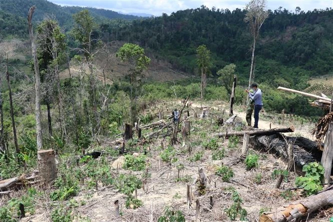 Những diện tích rừng bị tàn phá tại tiểu khu 704, xã Cư Bông (huyện Ea Kar) khu vực giáp ranh với xã Cư Pui (huyện Krông Bông), tỉnh Đắk Lắk. Ảnh: TTXVN 