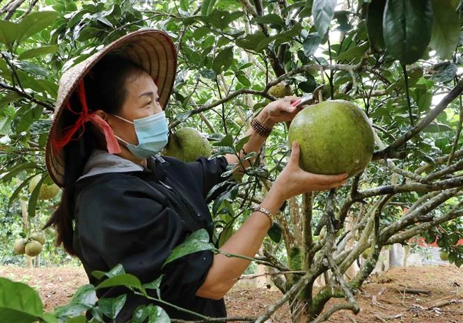 Chị Nguyễn Thị Bé, tổ 15, phường Tân Phong, thành phố Lai Châu thu hoạch bưởi. Ảnh: Nguyễn Oanh-TTXVN 