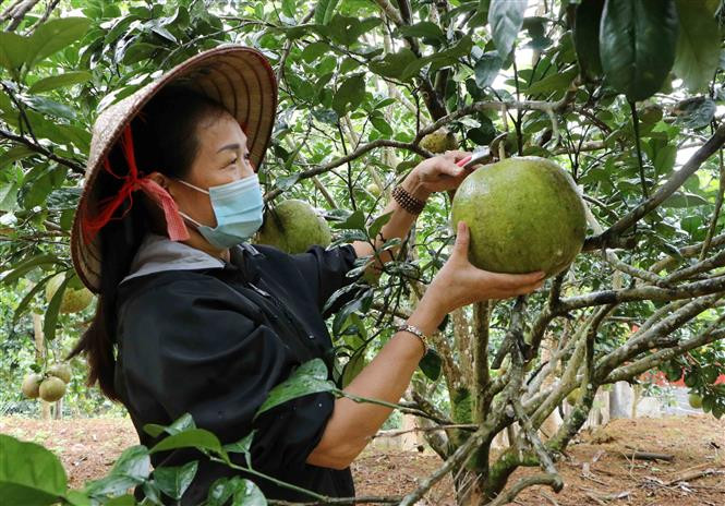 Chị Nguyễn Thị Bé, tổ 15, phường Tân Phong, thành phố Lai Châu thu hoạch bưởi. Ảnh: Nguyễn Oanh-TTXVN 