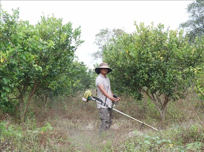 Anh Y Ken Lưk (dân tộc M’Nông), trú buôn Trí B, xã biên giới Krông Na, huyện Buôn Đôn (Đắk Lắk) chăm sóc vườn cam, quýt. Ảnh: Tuấn Anh 